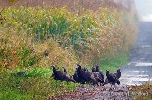 Wild Turkeys In A Lane_51815.jpg - Wild Turkeys (Meleagris gallopavo) photographed near Carleton Place, Ontario, Canada.